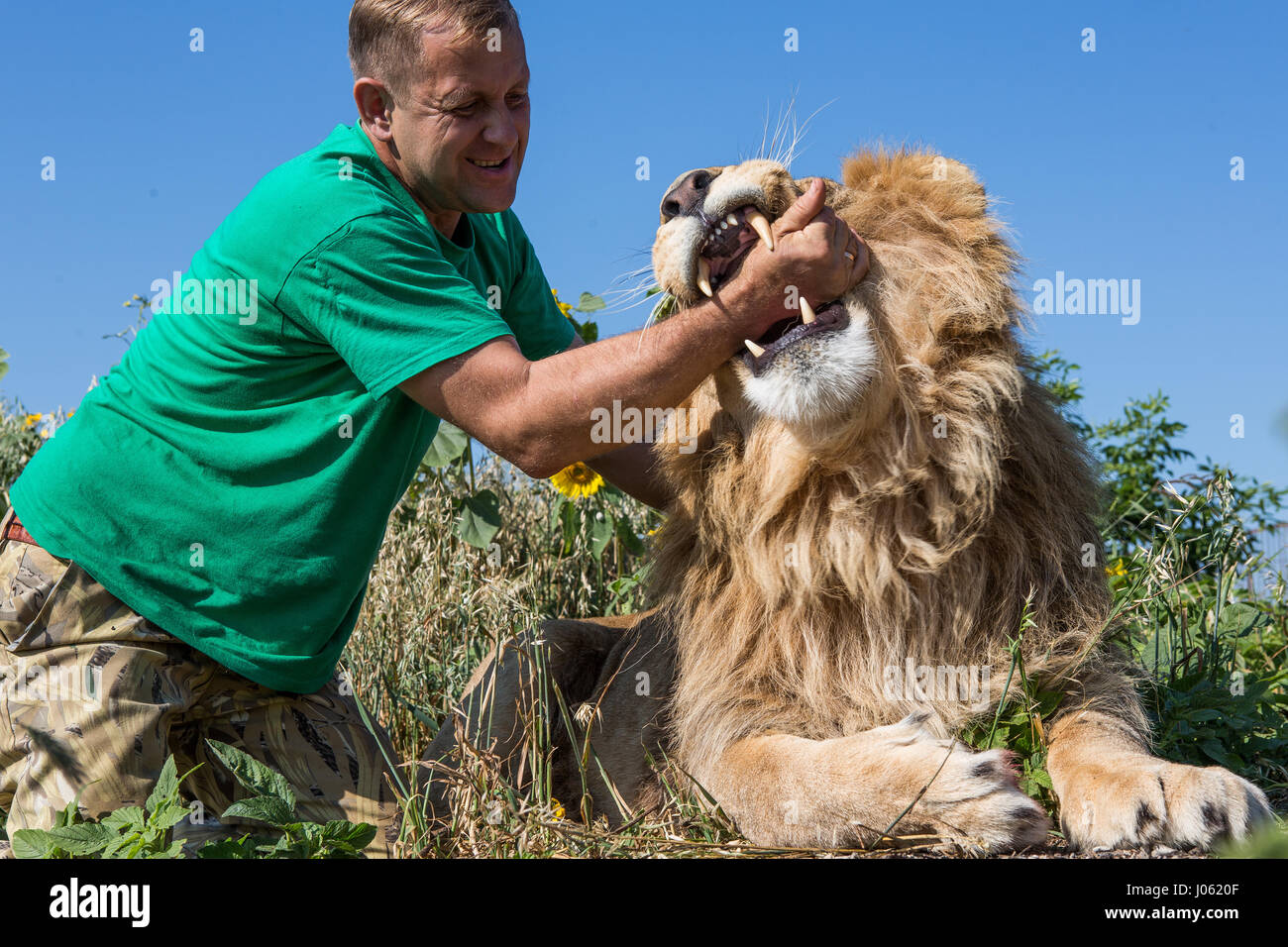 Oleg Zubkov with his arm in the lion's mouth. STUNNING images showing ferocious lions and fearless humans sitting on top of each other in a field have been captured by one surprised photographer. The surreal pictures show the 418-pound lions welcoming their human companions as they happily pose for selfies, kiss each other on the mouth and one white lion even reaches out a helping paw to a man swimming in a pond.  Other images show the lions affectionately greeting people from their cars and in one incredible image, a man bravely puts his arm in the beast’s mouth to pose for the camera. The sp Stock Photo