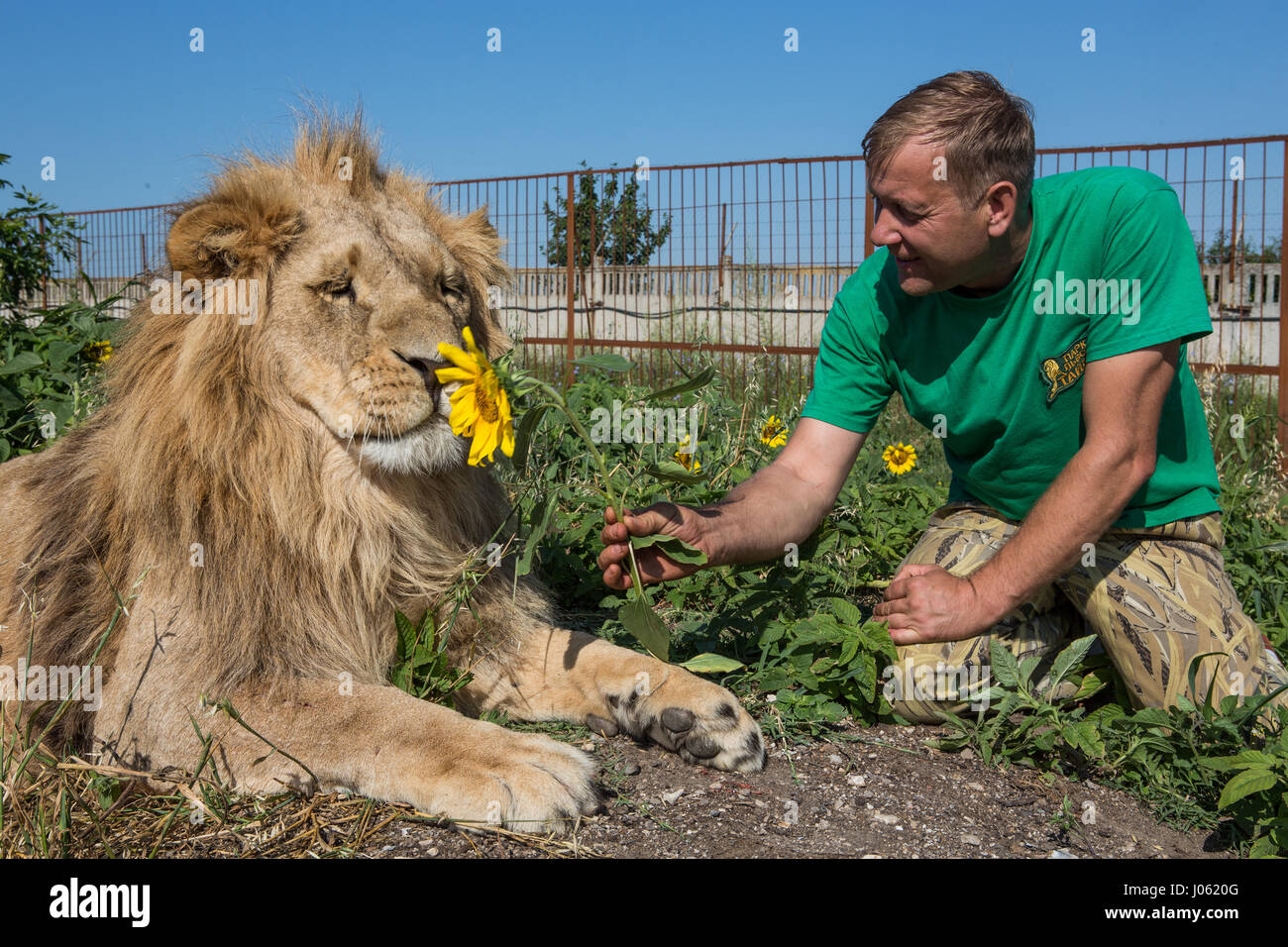 Oleg Zubkov offering a lion a flower. STUNNING images showing ferocious lions and fearless humans sitting on top of each other in a field have been captured by one surprised photographer. The surreal pictures show the 418-pound lions welcoming their human companions as they happily pose for selfies, kiss each other on the mouth and one white lion even reaches out a helping paw to a man swimming in a pond.  Other images show the lions affectionately greeting people from their cars and in one incredible image, a man bravely puts his arm in the beast’s mouth to pose for the camera. The spectacula Stock Photo