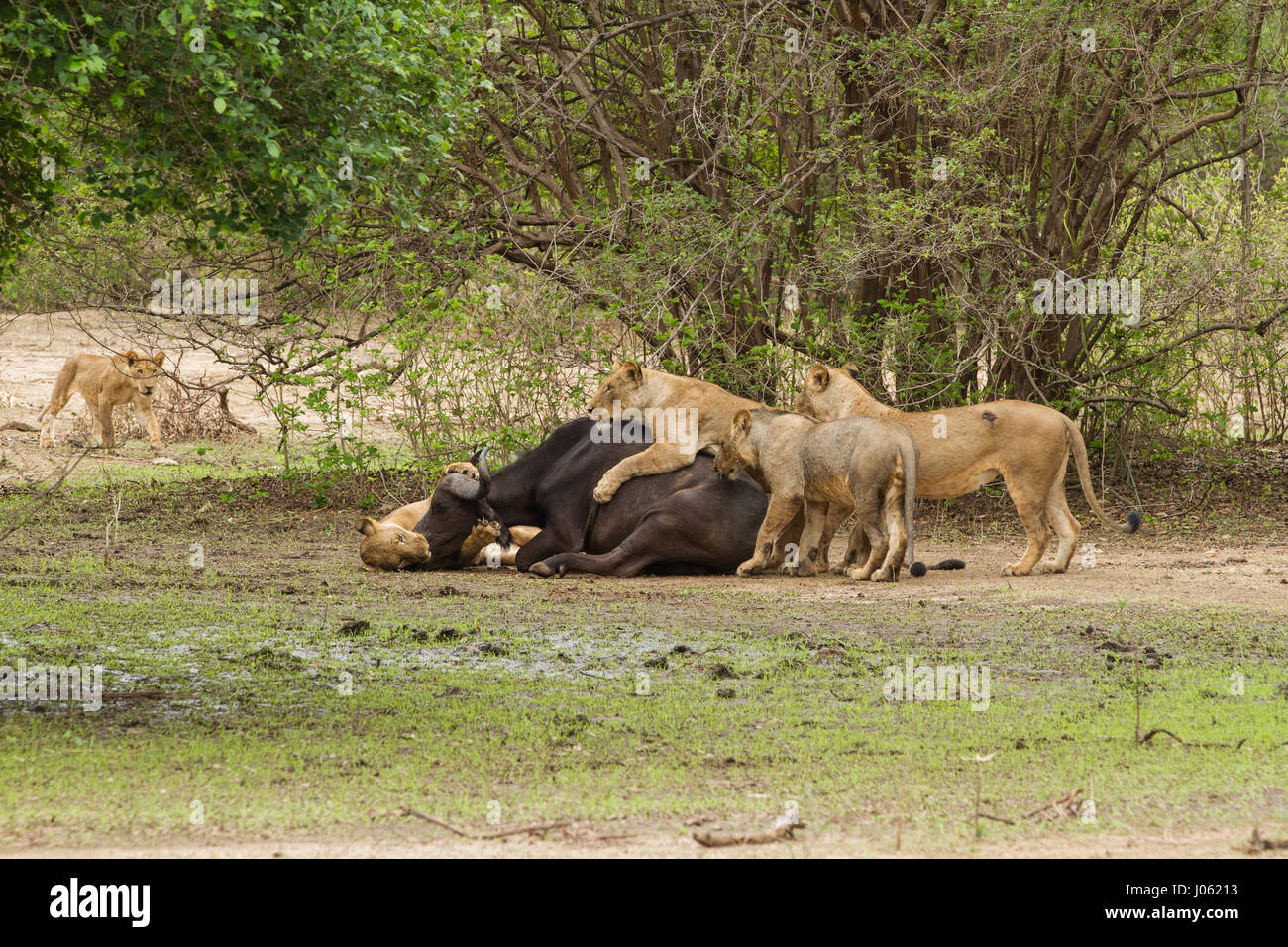 MANA POOLS NATIONAL PARK, ZIMBABWE: GRUESOME pictures and video have  captured nature at its cruellest as a group of lions kills a pregnant  African buffalo before eating her unborn calf. The horrifying