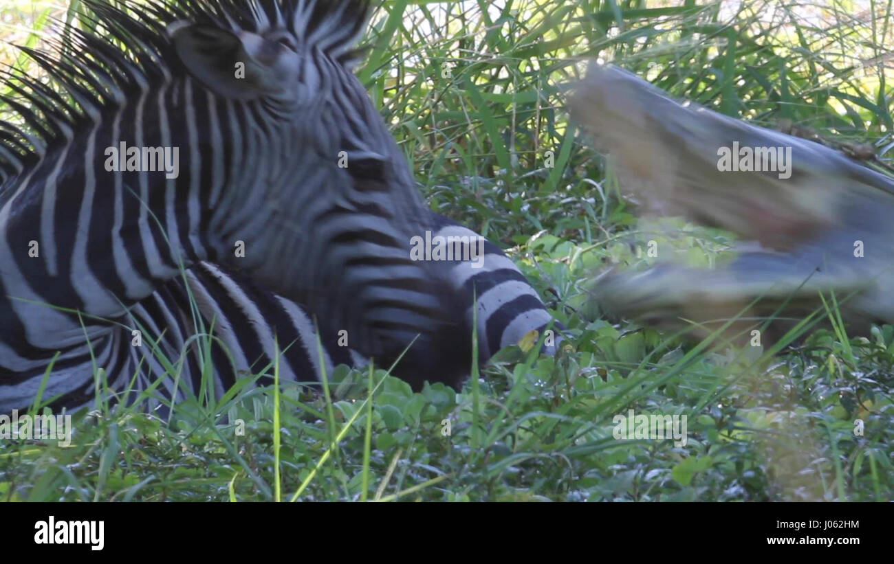 SOUTH LUANGWA, ZAMBIA: THRILLING footage has captured a zebra escaping the clutches of a crafty crocodile despite lying in shallow water. The video shows the 330-pound crocodile make a half-hearted attempt to snare the exhausted zebra in its jaws. According to the photographer this was the predator’s second attempt at catching itself a meal as the zebra had managed to shake it off previously but was left too tired to move. The action was filmed in South Luangwa, Zambia by safari guide and wildlife photographer Peter Geraerdts (47), originally from The Hague in the Netherlands. Stock Photo