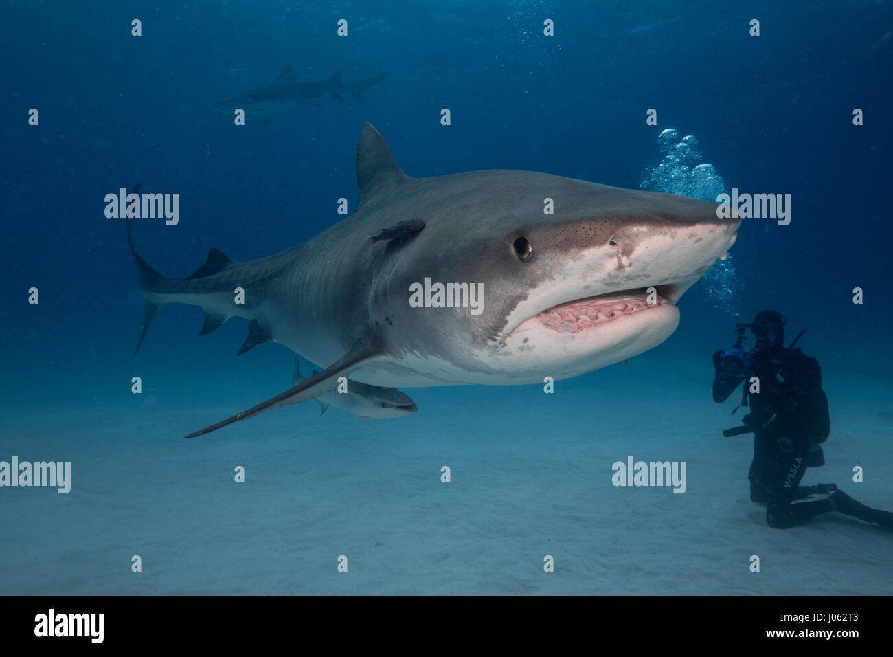 TIGER BEACH, GRAND BAHAMA: INCREDIBLE underwater images show the moment a group of divers came face-to-face with a 13-foot-long Tiger shark on the ocean floor. The spectacular sequence shows the divers reaching out and even petting the 1,000-pound predators as the inquisitive beasts happily pose for the camera. Other pictures show the sharks appearing to swim with the divers as they move towards the water’s surface. The stunning photographs were taken at Tiger Beach, Grand Bahama by photographer, Steve Hinczynski (49) from Venice, Florida, USA. To take his images Steve used a Canon 7D Mark II  Stock Photo