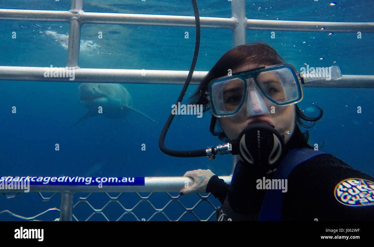 CHECK OUT these toothy grins as thrill-seeking tourists grab some selfies with huge Great White sharks. The stunning video and still images show holiday makers capturing a moment they’ll never forget as 15-foot-long 1,000-pound Great Whites swim up behind them and say cheese for the camera. The incredible video footage shows just show close these deadly predators come to the tourists and one shark swims right up to the cage for peek inside. The images and video were taken by staff members and tourists at Calypso Star Charters who provide Advanced Eco Certified Shark Cage Diving and Swimming wi Stock Photo