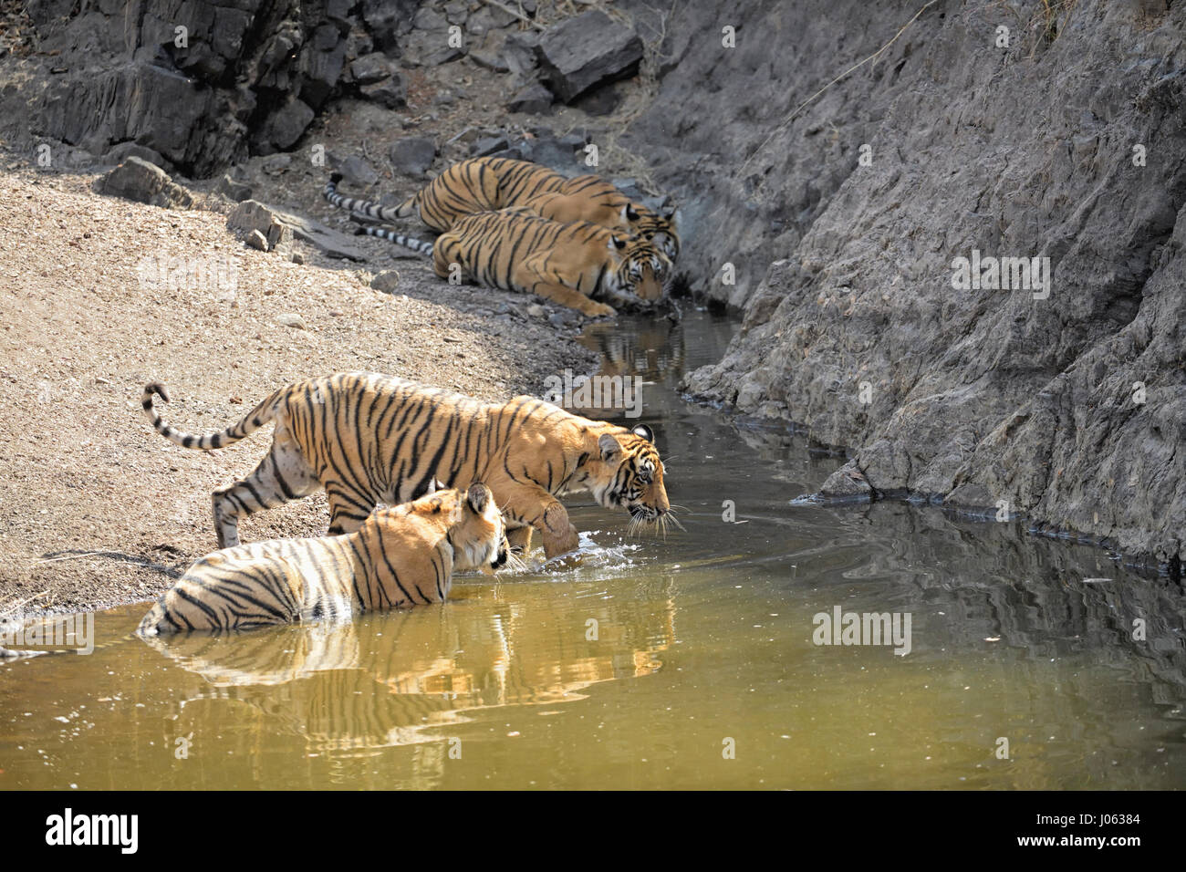 A family of four Bengal tigers, cooling off and drinking from a water hole in Ranthambore tiger reserve, India, during the hot and dry summers. Stock Photo