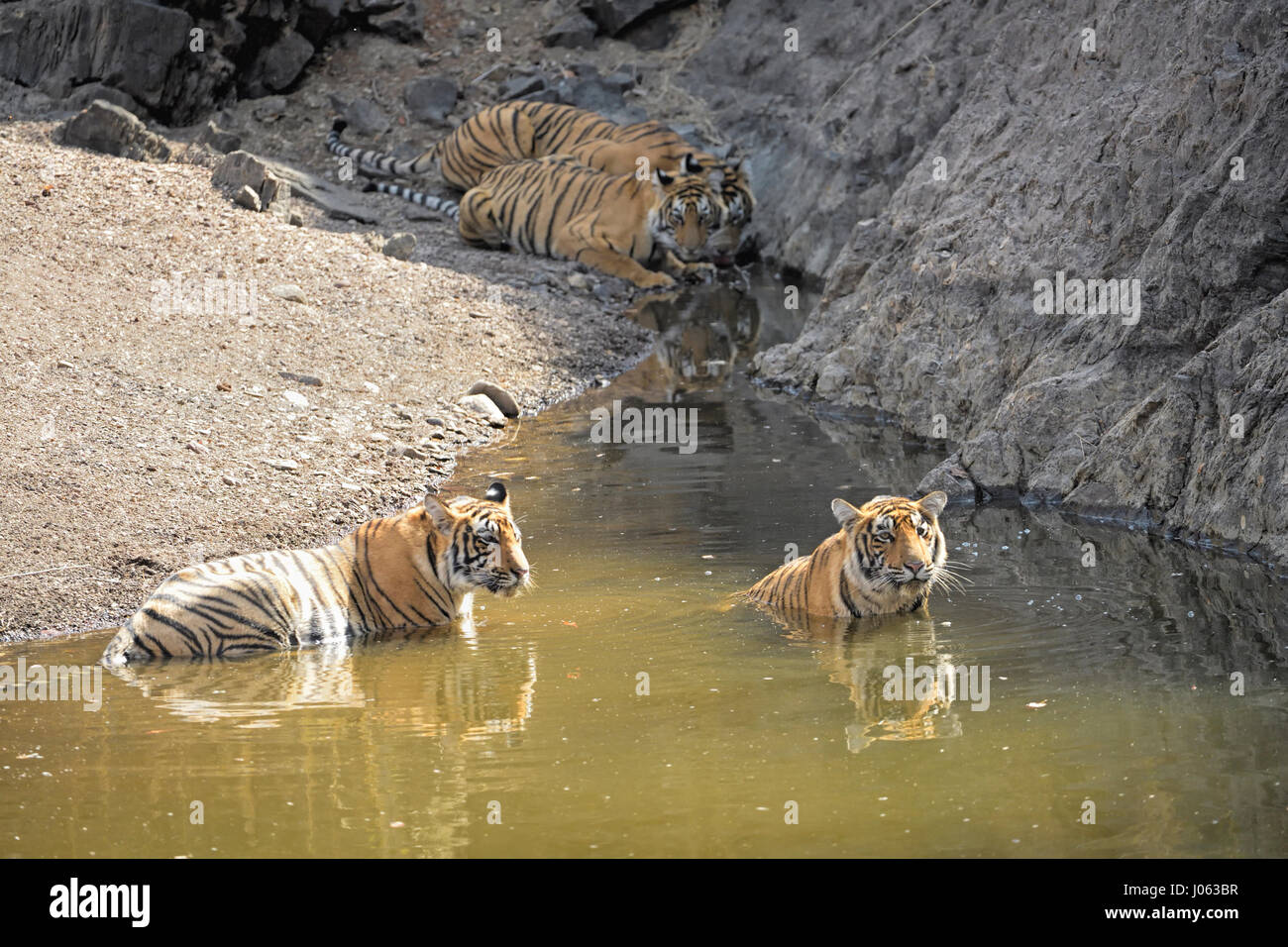 A family of four Bengal tigers, cooling off and drinking from a water hole in Ranthambore tiger reserve, India, during the hot and dry summers. Stock Photo