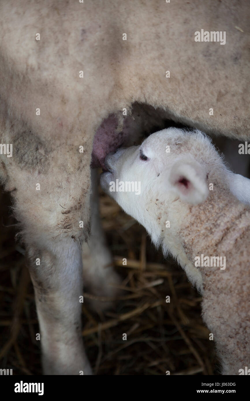 young lamb drinking milk from udder of mother sheep inside barn on