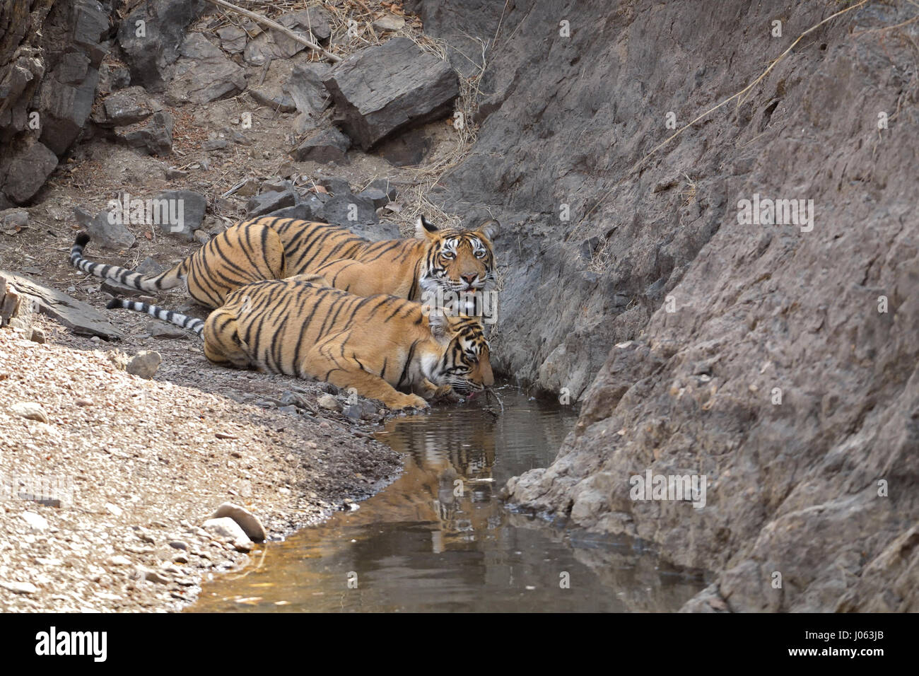 Two wild tigers, mother and one grown up cub, drinking from a water hole during the hot and dry summers in Ranthambhore tiger reserve, India. Stock Photo