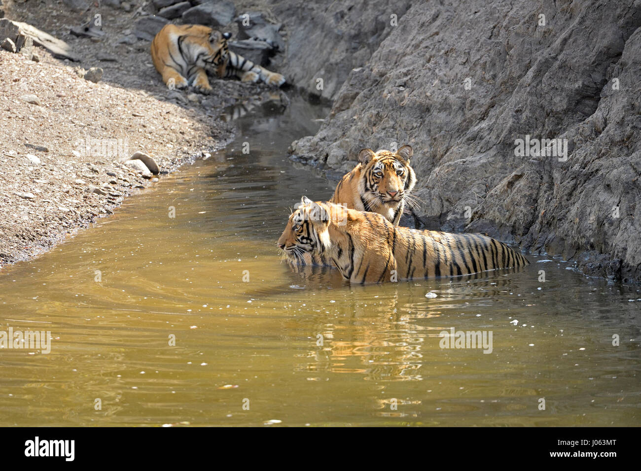 Two sub adult tiger cubs, playing in a water hole during the hot and dry summers in Ranthambhore tiger reserve, India Stock Photo