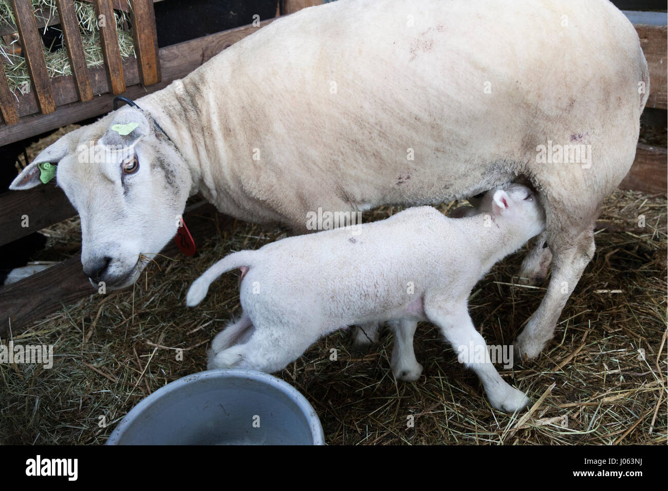 young lamb drinking milk from udder of mother sheep inside barn on