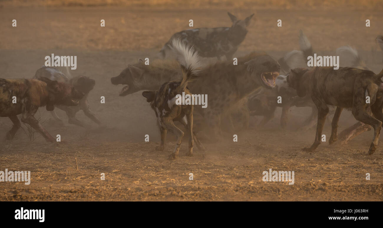 SOUTH LUANGWA, ZAMBIA: THE INCREDIBLE moment a pack of African wild dogs turned to attack a lethal hyena as it attempted to poach their dinner has been captured in a spectacular series of shots. The stunning images and video footage shows the 120-pound hyena desperately baring its teeth as the group of attack dogs surround it by a tree. Other pictures show the two hyenas as they try to fend off the vicious attack. Another shot shows the moment a hyena manages to escape with the dogs hot on its tail. The amazing pictures were taken in South Luangwa, Zambia by safari guide Peter Geraerdts (47),  Stock Photo