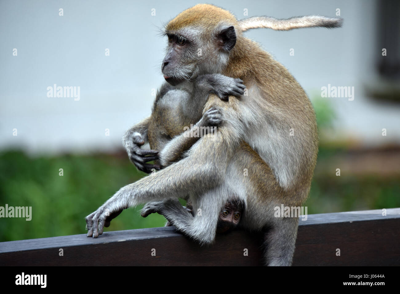 Long-tailed Macaque (Singapore) Stock Photo