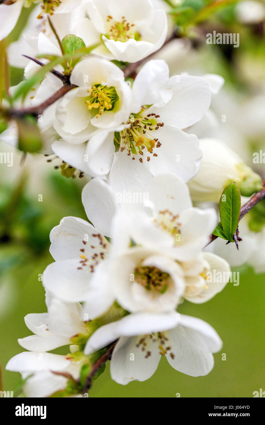 Chaenomeles speciosa 'Nivalis', white spring flowers of the Japanese quince Stock Photo