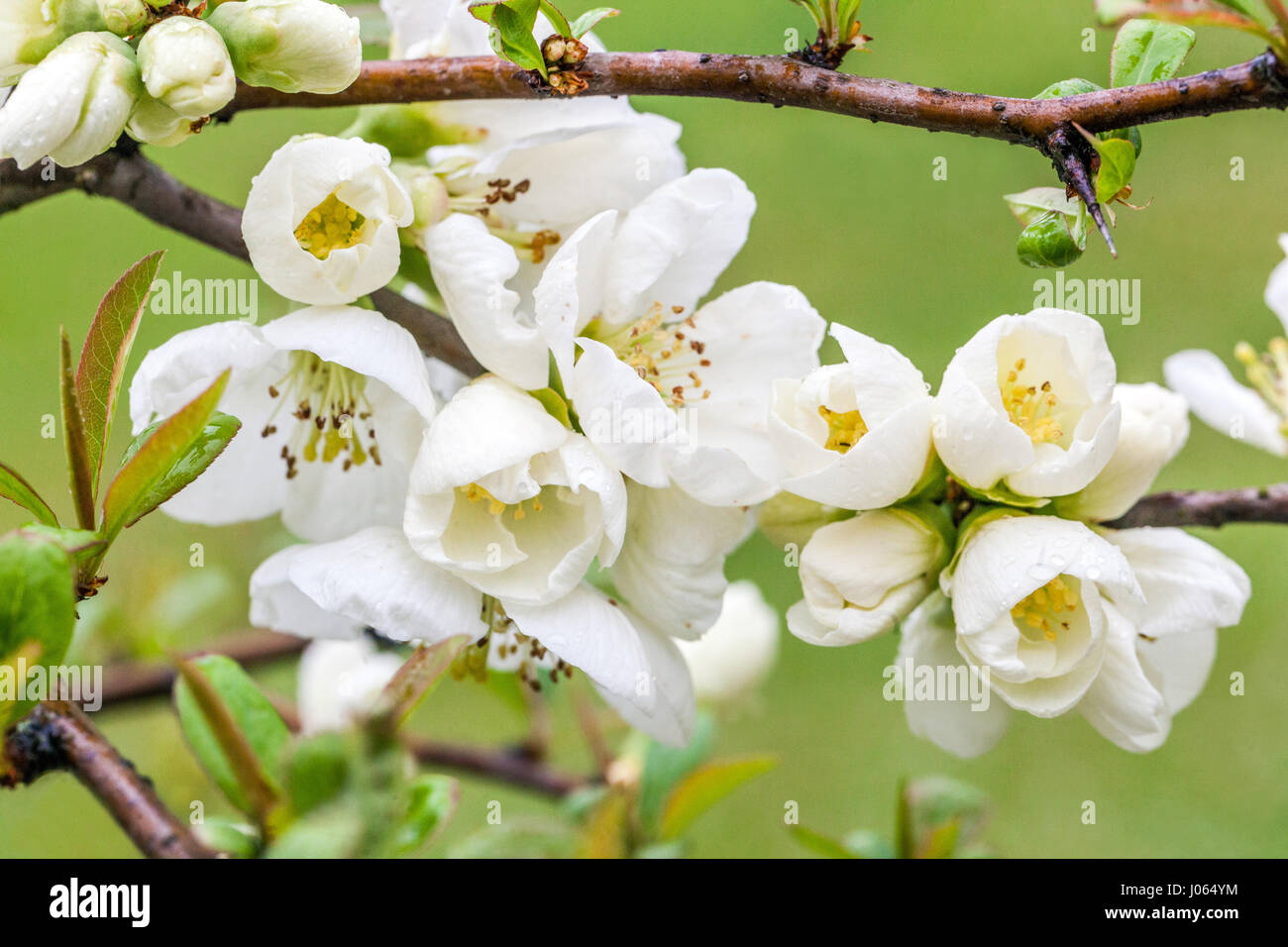 Chaenomeles Nivalis white Japanese quince blossom Stock Photo