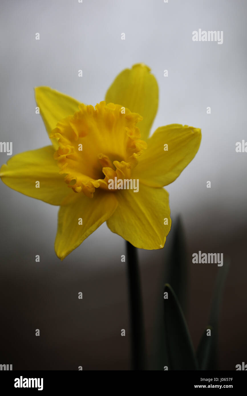 Gelb blühende Narzissen an Ostern Stock Photo