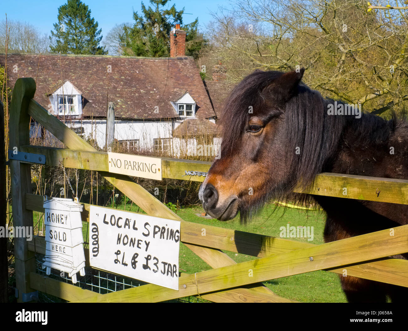 A pony looking over a gate with local honey for sale sign in the village of Cardington, Shropshire, England, UK Stock Photo