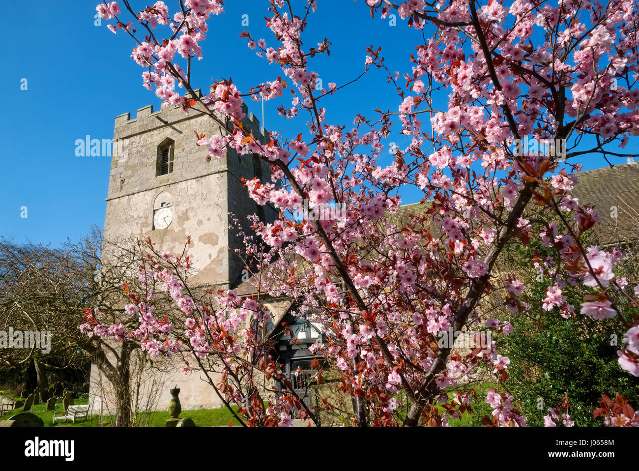 Spring blossom outside St James' Church in the village of Cardington, Shropshire. Stock Photo