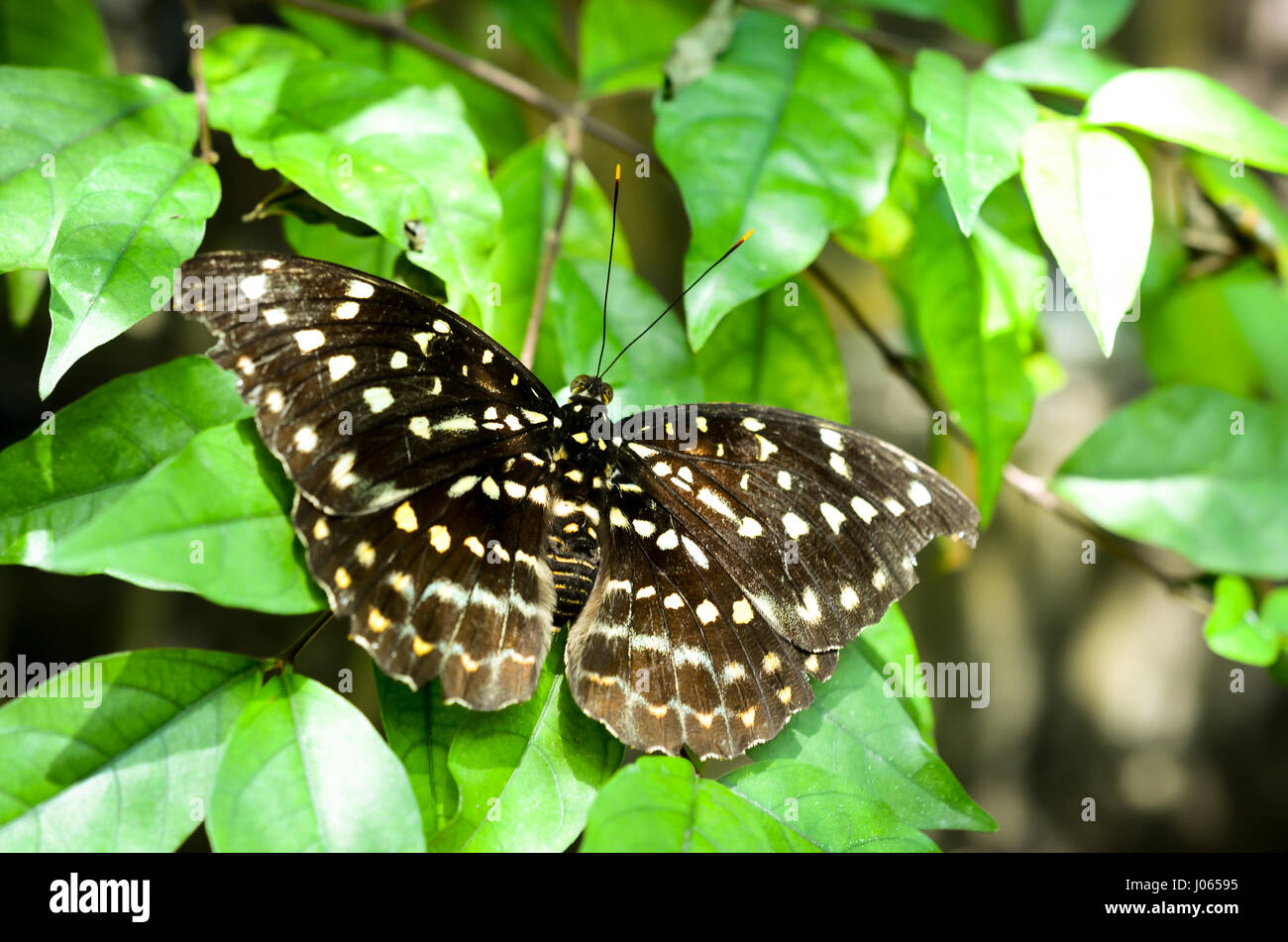 dotted black and white butterfly resting Stock Photo Alamy