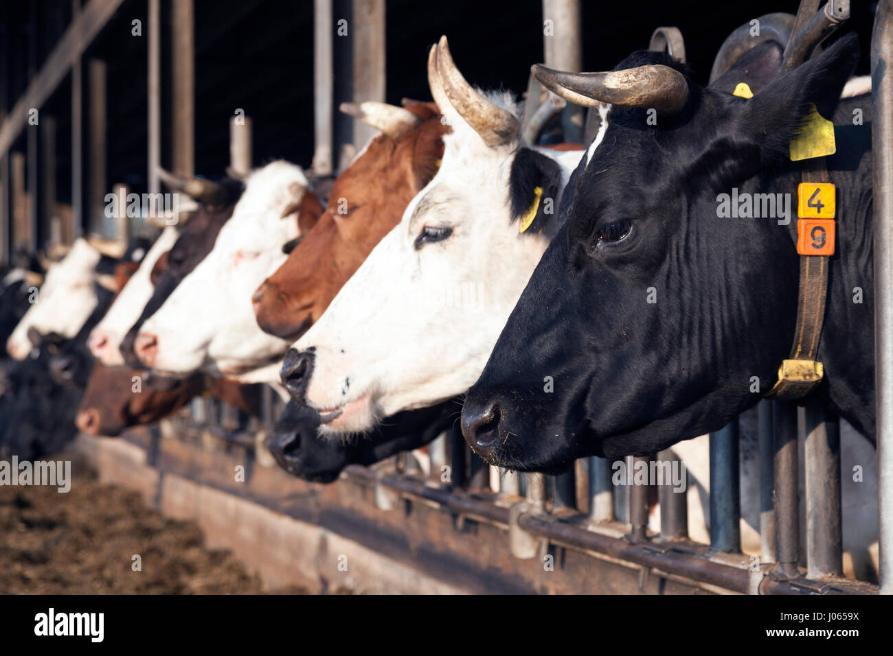 row of black and white holstein cows that feed in half open stable on ...