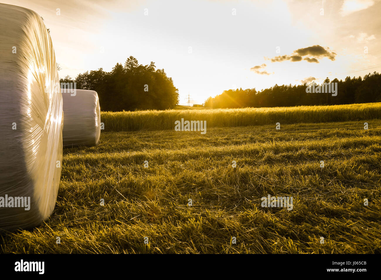 Barley field in golden glow of evening sun with silage rolls Stock Photo