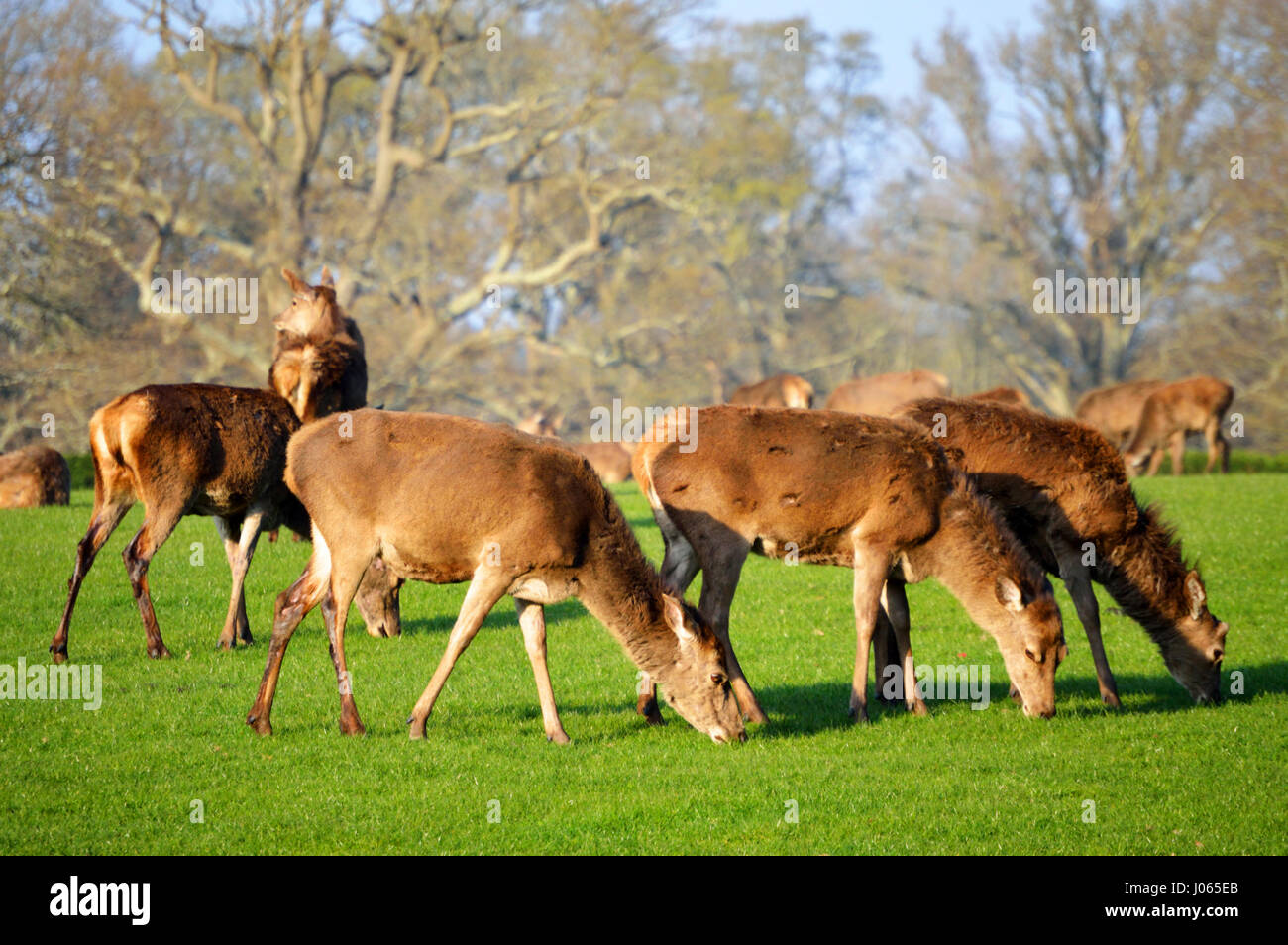 Herd of red deers (Cervus elaphus) grazing in the New Forest, Hampshire, UK Stock Photo