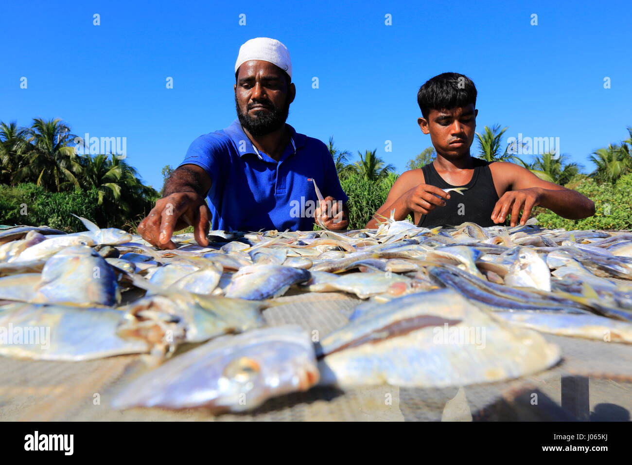 Workers processing fish to be dried at Saint Martin, Locally known as Narikel Jinjira, it is the only coral island of Bangladesh.Coxs Bazar, Banglades Stock Photo