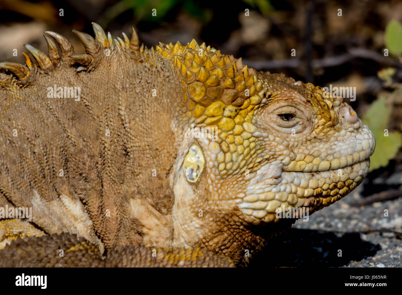 Side close up portrait of a Galapagos Land Iguana (Conolophus subcristatus) in the Galapagos Islands, Ecuador. Stock Photo