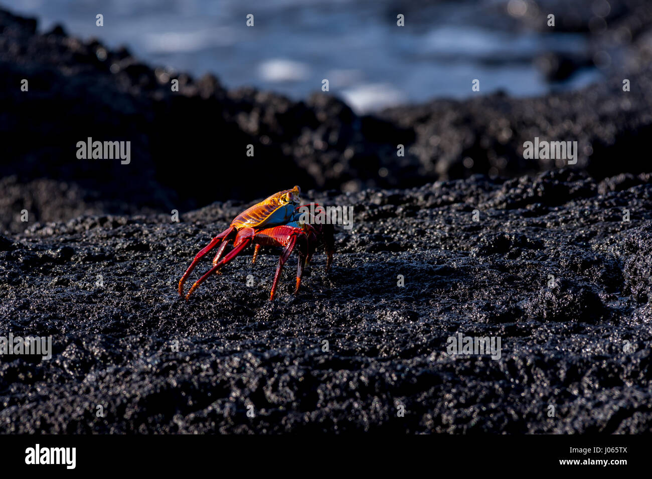 A brilliantly colored sally lightfoot crab (Grapsus grapsus) walks across the lava rock along the shore in the Galapagos Islands. Stock Photo