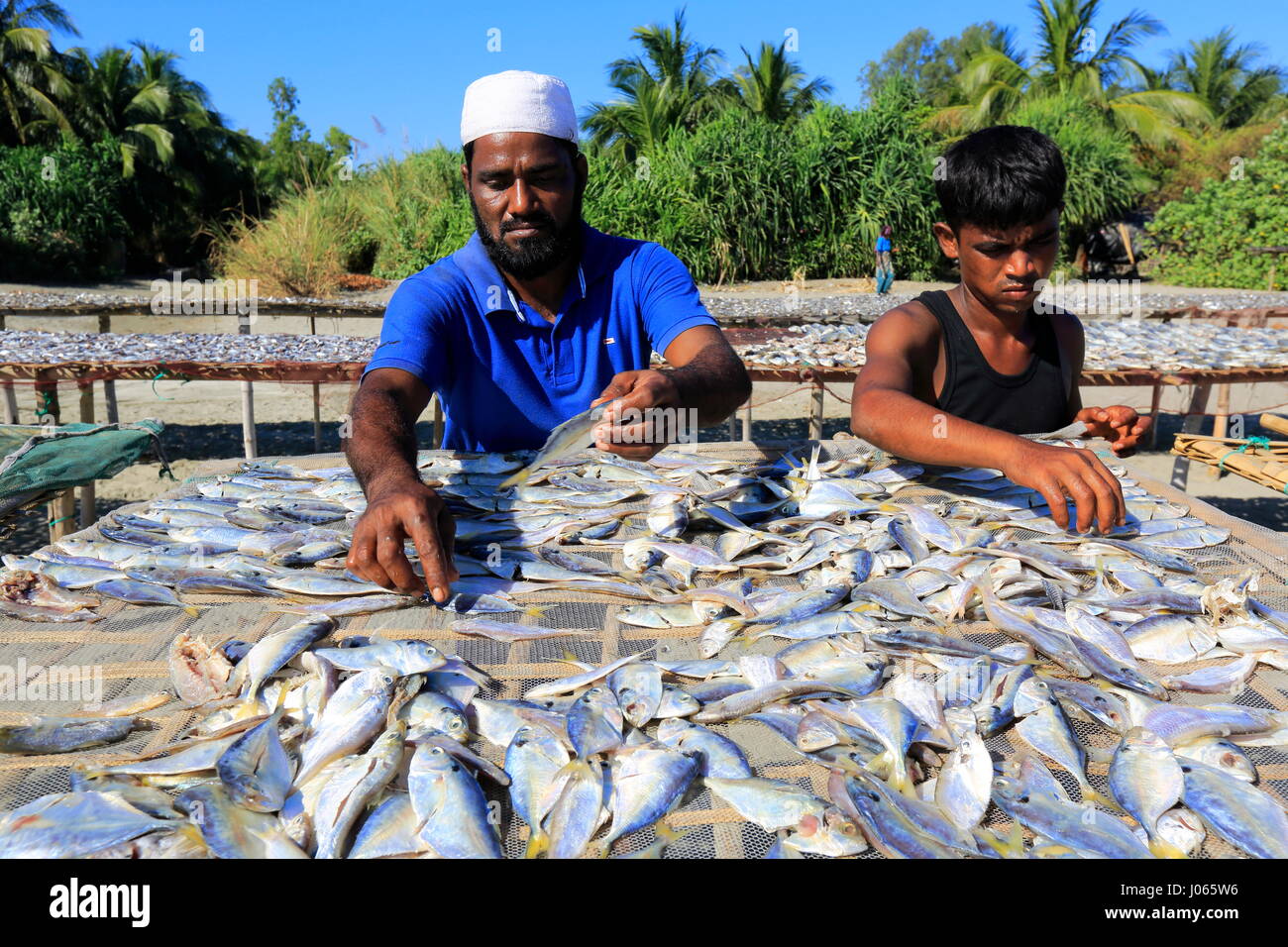 Workers processing fish to be dried at Saint Martin, Locally known as Narikel Jinjira, it is the only coral island of Bangladesh.Coxs Bazar, Banglades Stock Photo