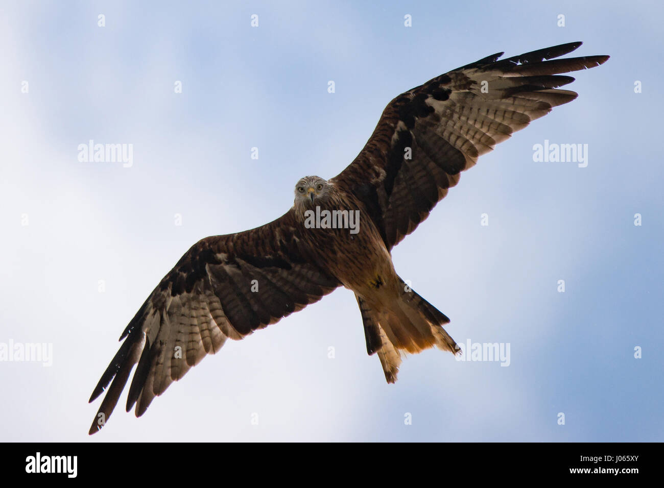 The Red Kite bird also known as the Milan Royal and here seen in flying near Calvi, Corsica. Stock Photo