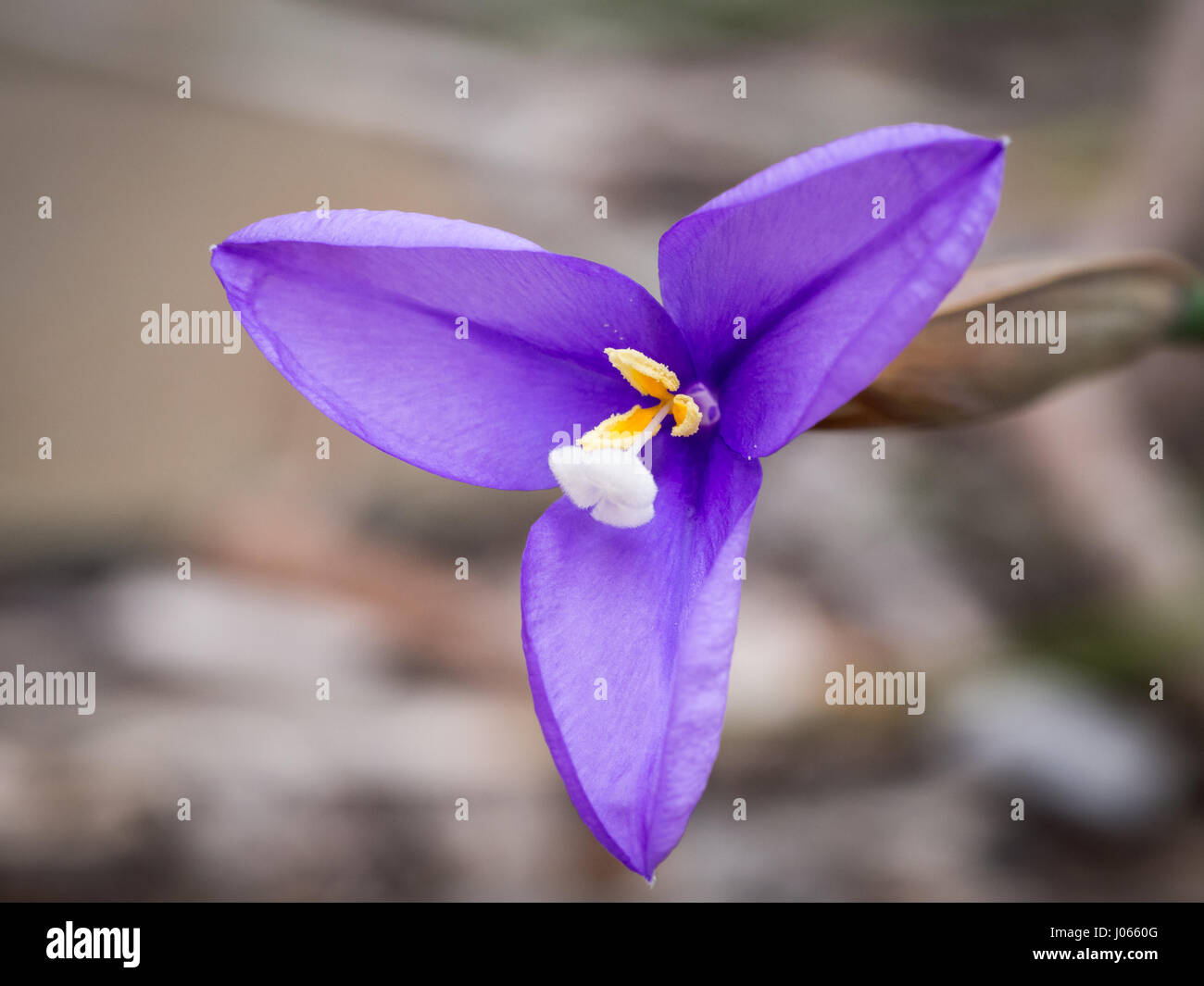 Purple Flag flower (Patersonia occidentalis), a native flower in Western Australia Stock Photo