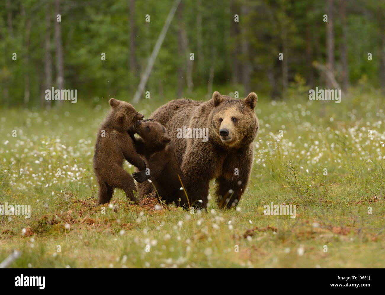 CUTE brown bear cubs have been captured wrestling with each other as their proud mum looks on. The adorable pictures show the bears tumbling and stumbling around as they fight it out. Other snaps show them relaxing following their energetic display after seemingly being told off by their 300-pound mum. Fitness instructor Harry Eggens from The Netherlands travelled to Martinskelkosen, Finland to take the spectacular photos. Harry managed to get within one hundred feet of the bears to catch the action on camera. Stock Photo