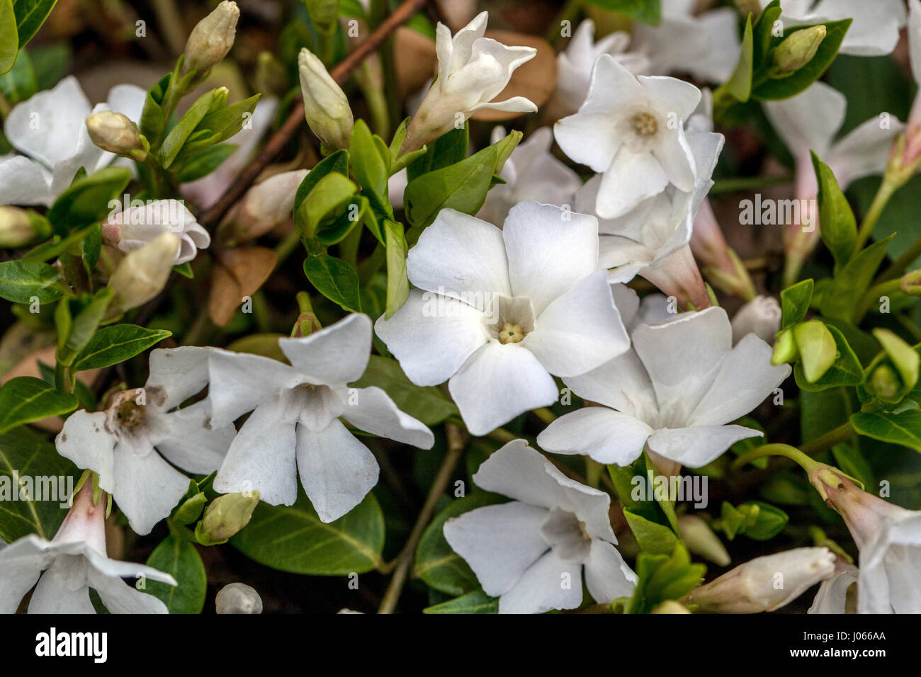 Periwinkle, Vinca minor 'White power' Stock Photo Alamy