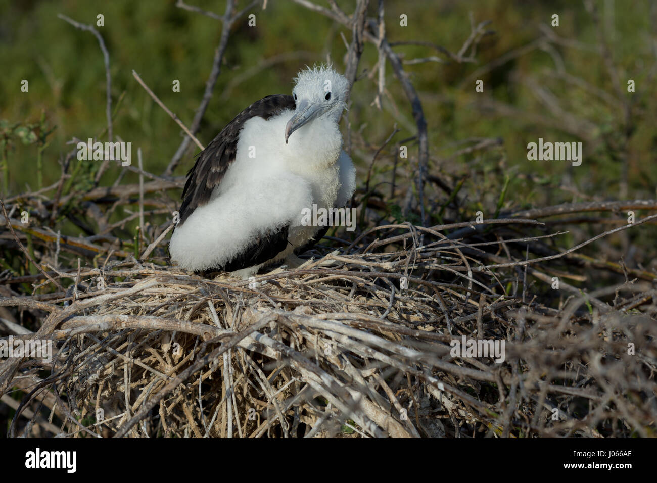 A Magnificent Frigatebird (Fregata magnificens) baby in a nest on North Seymour Island on the Galapagos Islands Stock Photo