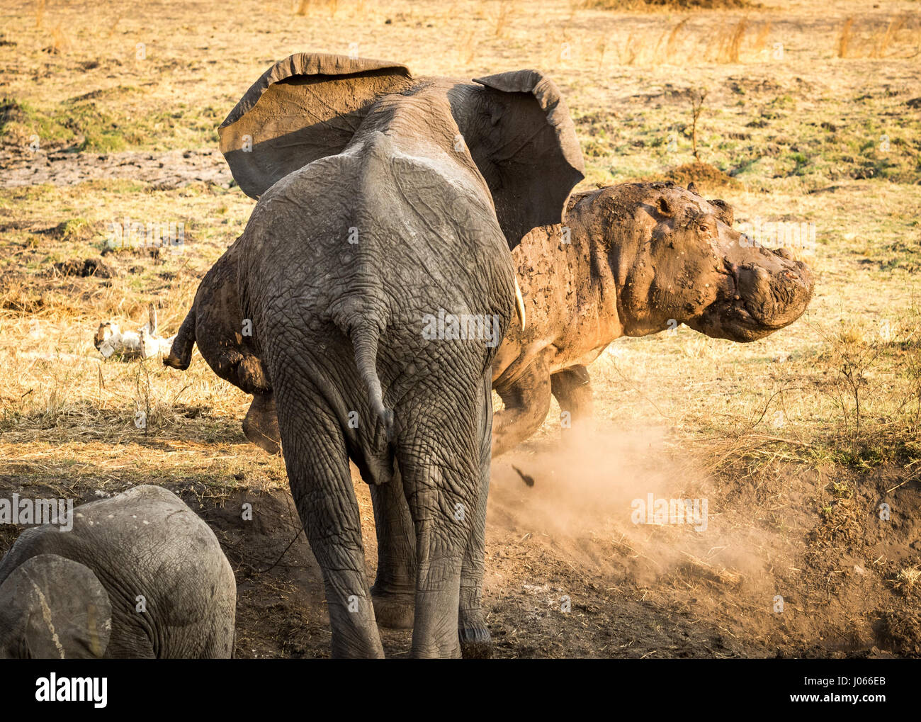 KATAVI NATIONAL PARK, TANZANIA: INCREDIBLE actions shots show an epic battle of the titans between an angry hippo and an equally ferocious elephant where there was only likely to be one winner. The spectacular snaps show a large four-tonne female elephant charge the slightly smaller two-tonne hippo in order to protect her young elephant calf. The hippo appears to try and stand his ground and fight, but thinks better of it as the elephant bears down on him. The pictures were taken in Katavi National Park, western Tanzania by professional safari guide and photographer Jeff Trollip (33) from Nata Stock Photo