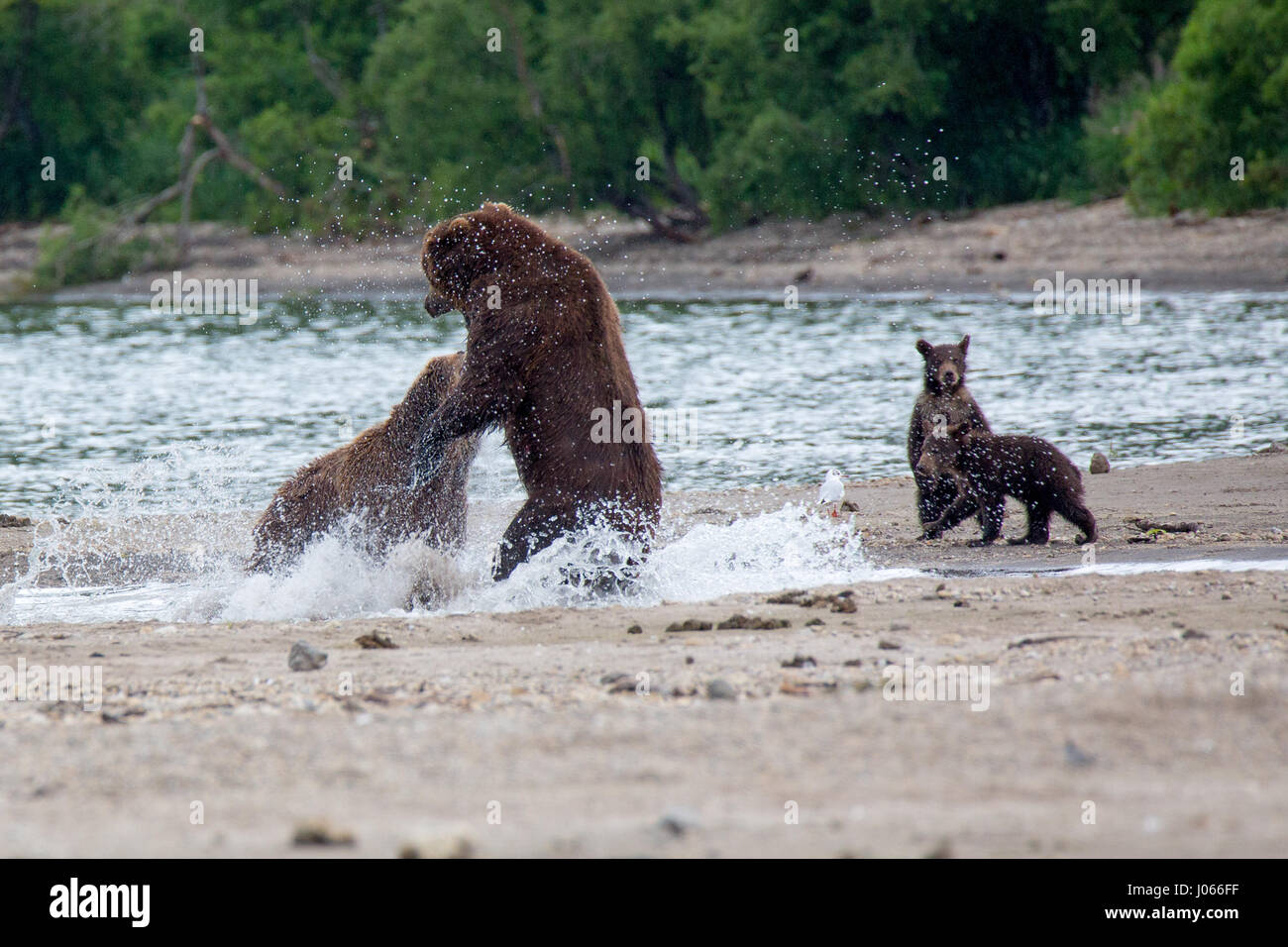 RUSSIA: THE DRAMATIC moment a mother brown bear defended her cubs from ...