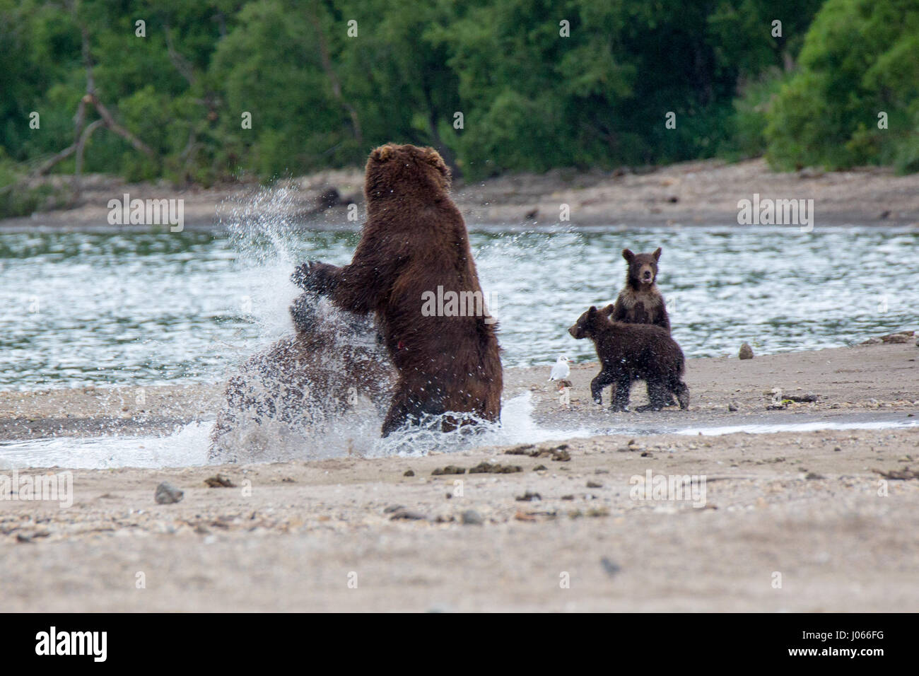 RUSSIA: THE DRAMATIC moment a mother brown bear defended her cubs from ...