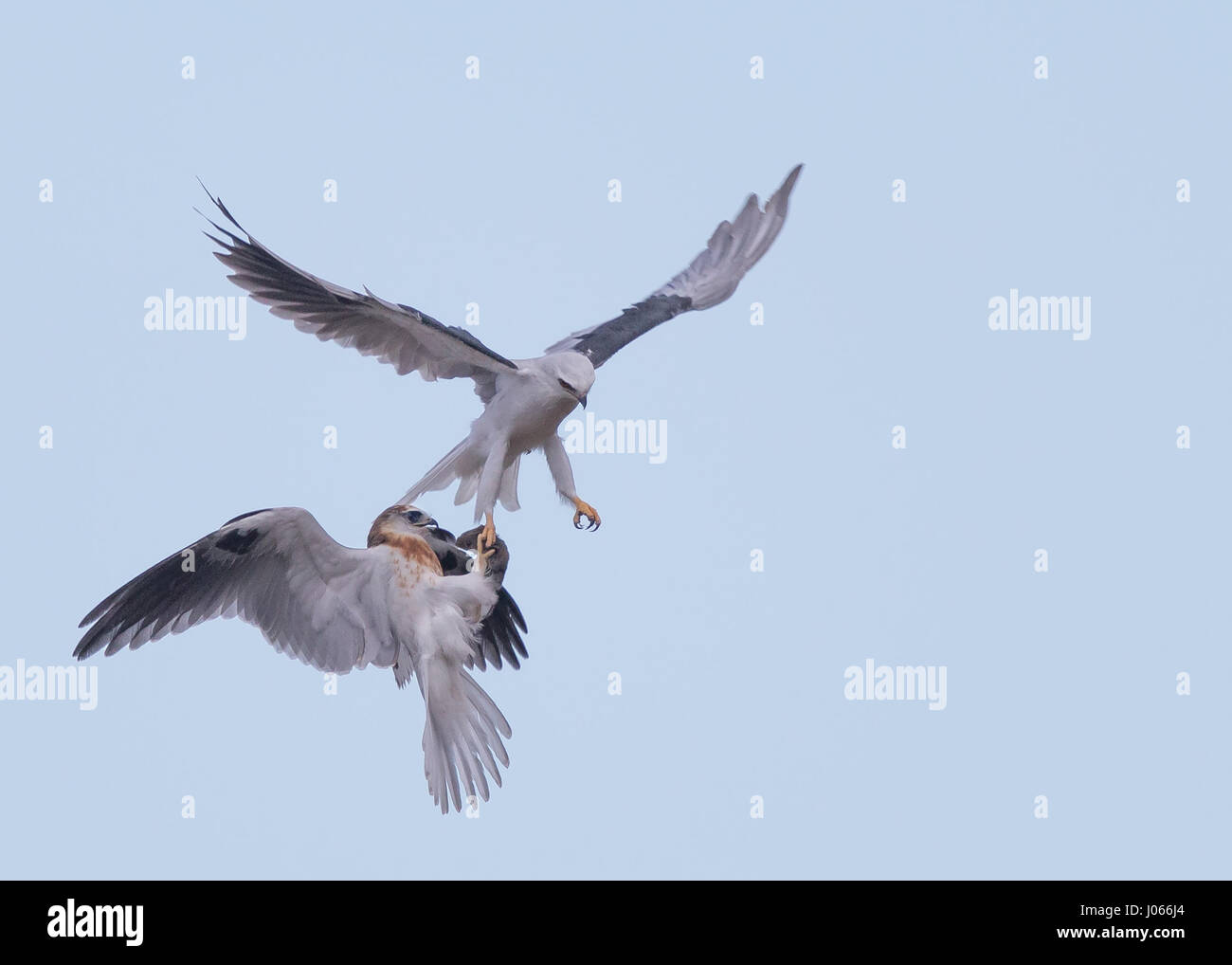 White tailed kite usa hires stock photography and images Alamy
