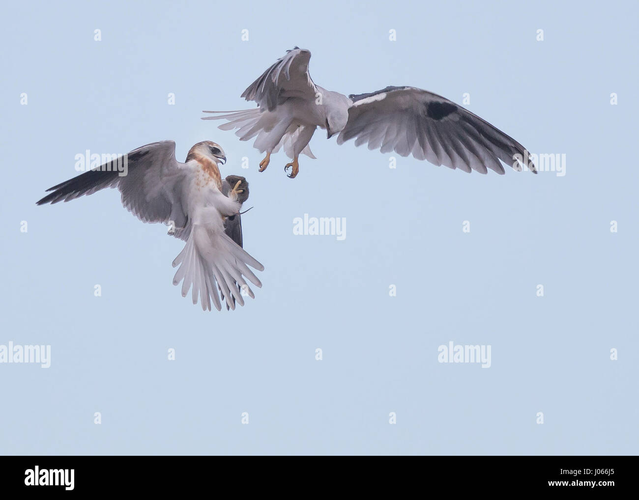 Two Whitetailed Kites exchange prey. SPECTACULAR action shots of two