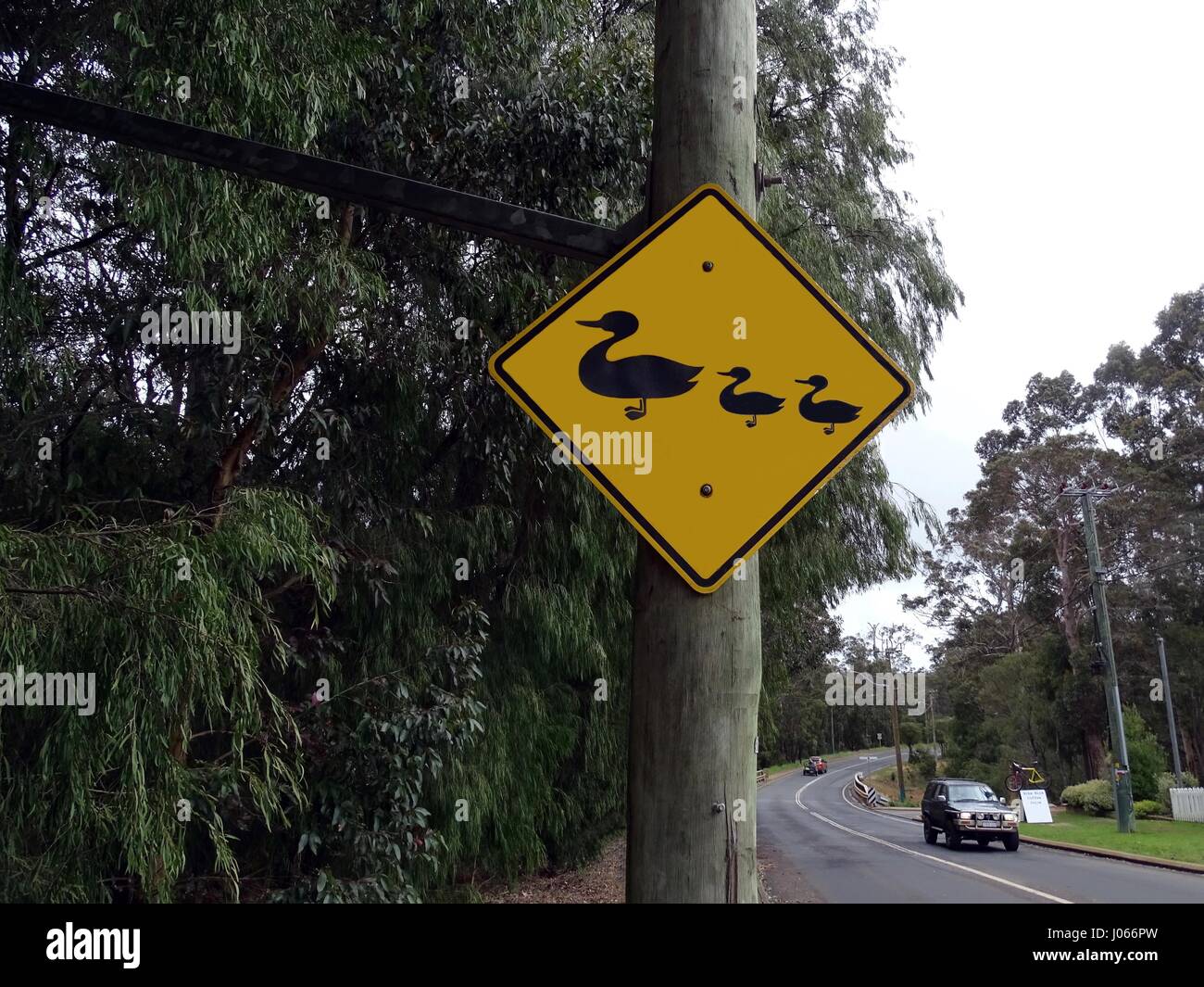 Sign showing a Duck Crossing Stock Photo