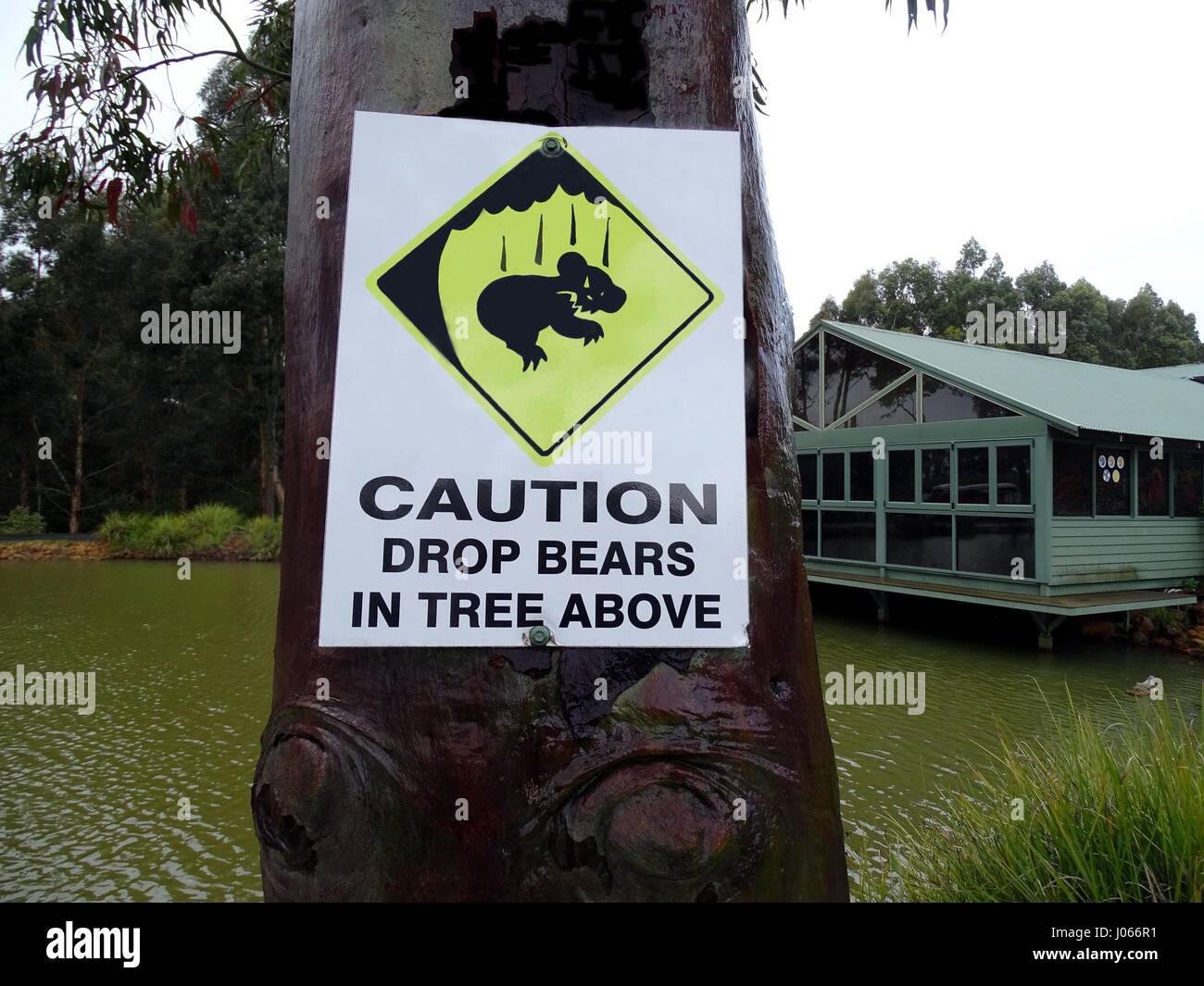 Drop bear