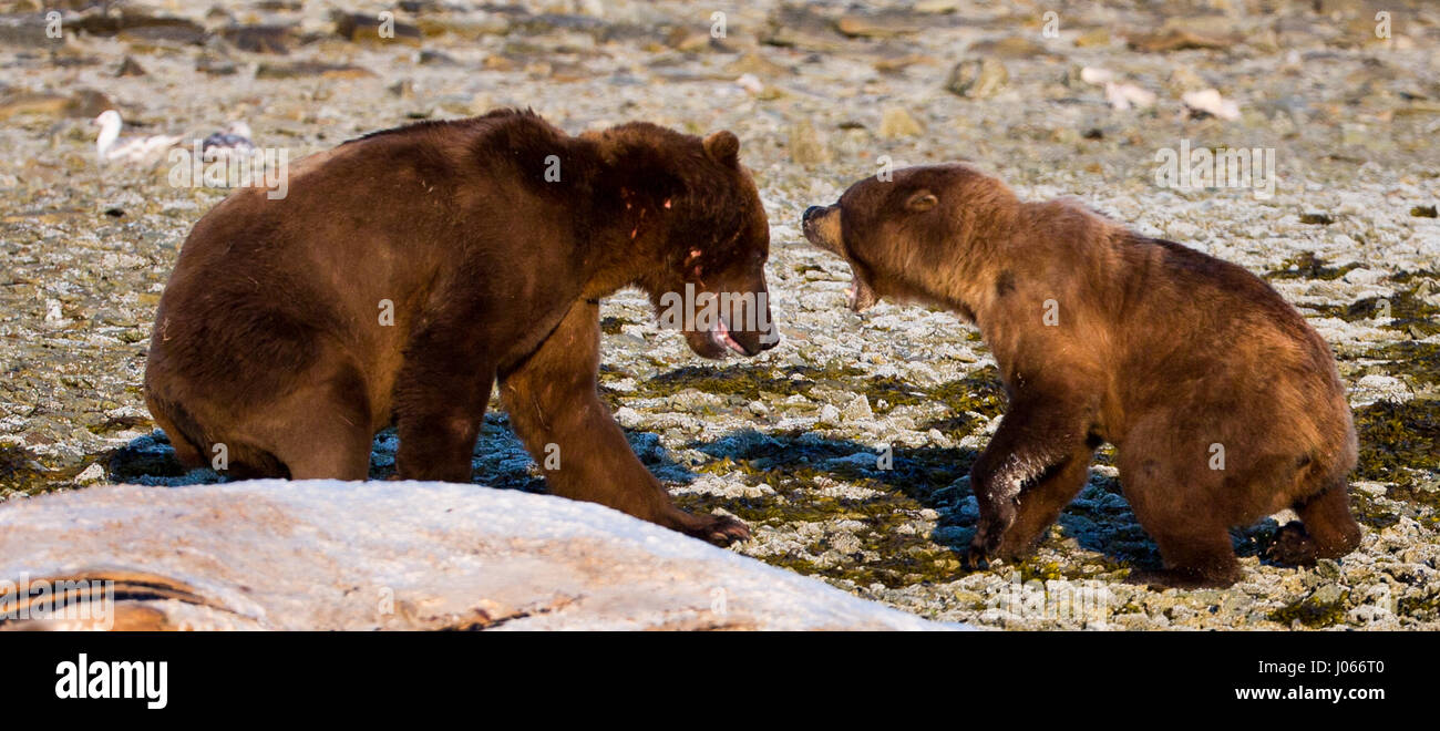 Brown bear fight defending hires stock photography and images Alamy