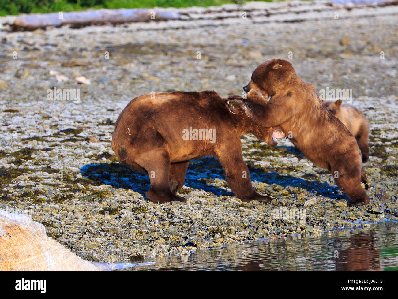 KATMAI NATIONAL PARK, ALASKA A BULLY Brown bear was given a beatdown