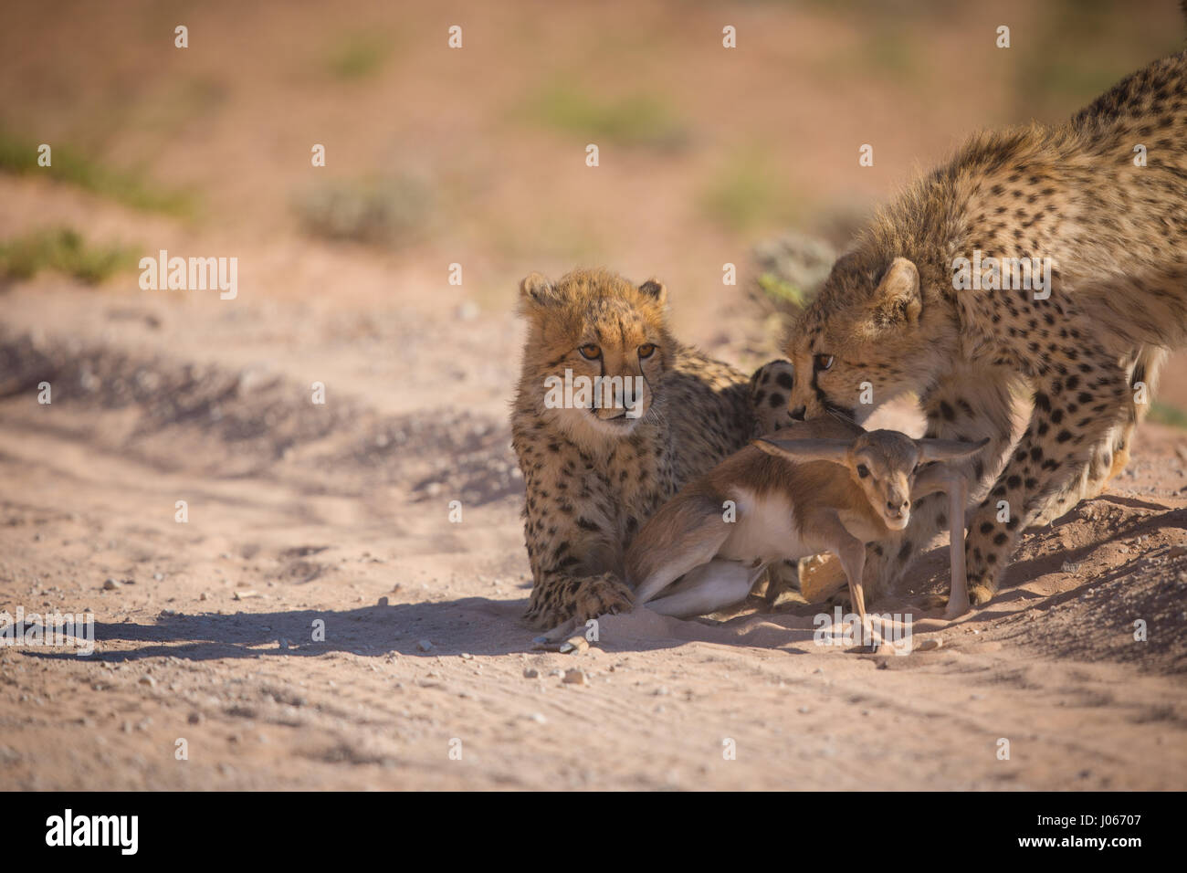 KGALAGADI TRANSFRONTIER PARK, SOUTH AFRICA: COMING of age pictures show ...