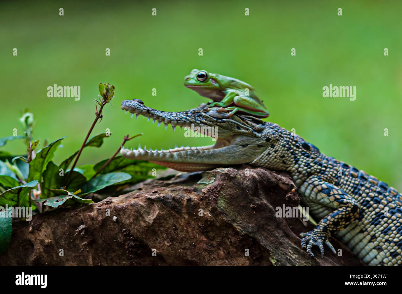 SOUTH JAKARTA, INDONESIA: AMUSING pictures of a brave tree frog appearing to pull open the jaws of a baby saltwater crocodile have been captured by one photographer. The series of funny images show the unlikely pals relaxing together on a tree stump as the frog turns to face the croc head on before posing next to the reptile’s open mouth. Another image shows how the restless amphibian clambered onto the crocodile’s head. The hilarious shots were taken by Roni Kurniawan (26) in South Jakarta, Indonesia. Roni used a Canon 600D camera to capture the surprising encounter. Roni Kurniawan  / mediadr Stock Photo