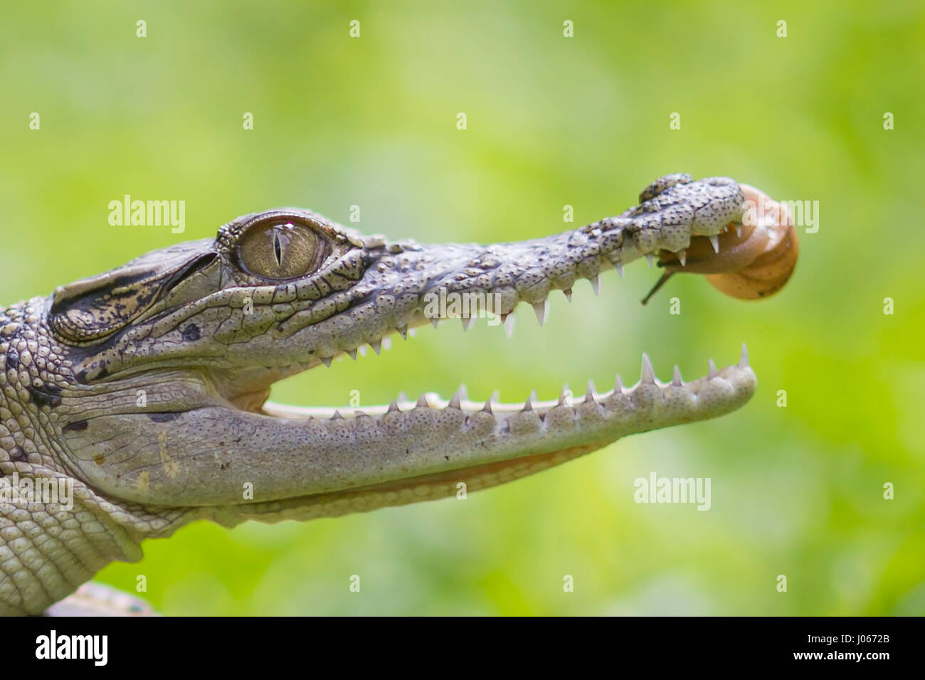 SOUTH JAKARTA, INDONESIA: HILARIOUS images show the moment a brave snail slowly ventured inside the open jaws of a crocodile. The series of unusual photos show the daring snail slither to the tip of the reptile’s nose before peering inside the its mouth and eventually moving inside. In one final shot, the snail can be seen resting on the roof of the croc’s mouth. The incredible photographs were taken by Roni Kurniawan (26) from Pondok Pinang, Jakarta, Indonesia just outside of South Jakarta. To take the photos, Roni used a Canon 600D camera. Roni Kurniawan / mediadrumworld.com Stock Photo