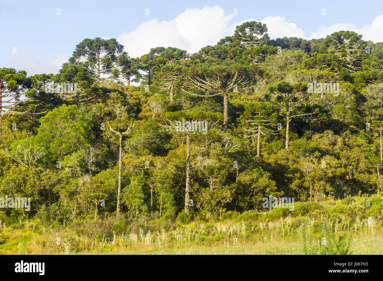 Araucaria angustifolia Forest in Cambara do Sul, Rio Grande do Sul, Brazil Stock Photo