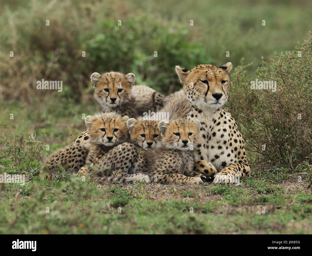 TANZANIA, AFRICA: HEARTMELTING pictures of cute cheetah cubs using their mum’s back as a launching platform for their aerial antics have been captured. Another adorable shot looks as though the photographer has composed the wild family together ready for a picture perfect family portrait.  Other images show the, all too cute, spotty cubs clambering over their mummy, play-fighting together, going on patrol as well as stopping for a quick feed. Photographer David Silverman (54) from Rhode Island, USA travelled to Tanzania, Africa to capture these enchanting snaps of a family spending quality tim Stock Photo