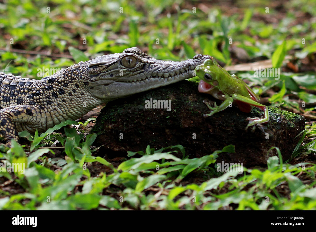 JAKARTA, INDONESIA: HILARIOUS images of a brave tree frog and baby