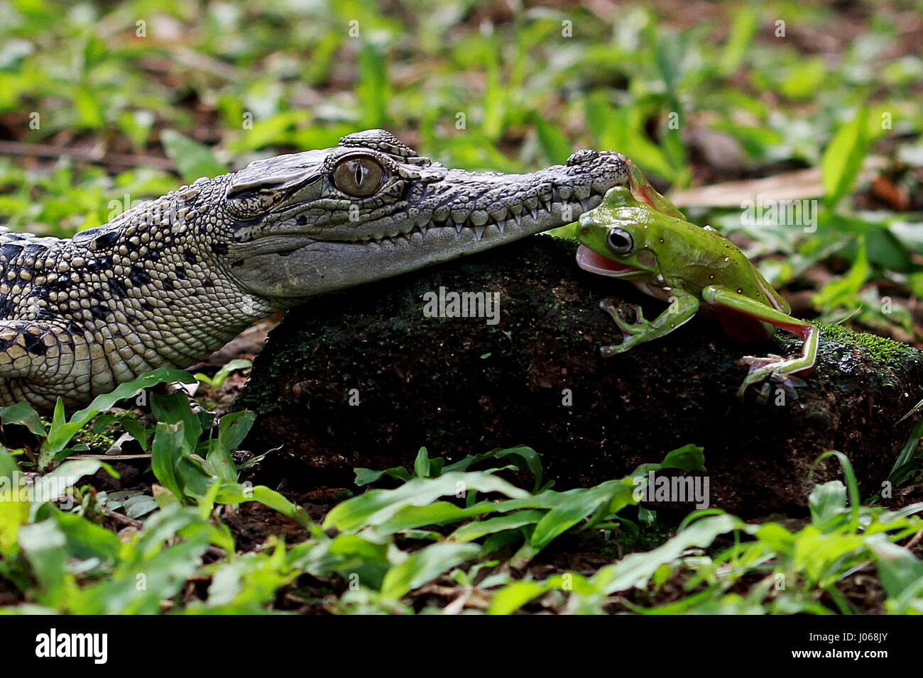 JAKARTA, INDONESIA: HILARIOUS images of a brave tree frog and baby saltwater crocodile in what looks like a serious face-off have been captured. The series of shots show the amphibian and reptile staring each other in the eyes whilst resting on a rock and another funny picture shows the tree frog hanging from the side of the croc’s mouth whilst appearing to laugh out loud in the predator’s face. The amusing images were taken by Indonesian pensioner, Mang Day (62) on a visit to South Jakarta. Mang used his Canon 60D camera to capture the photographs, a camera he has used for four years. Stock Photo