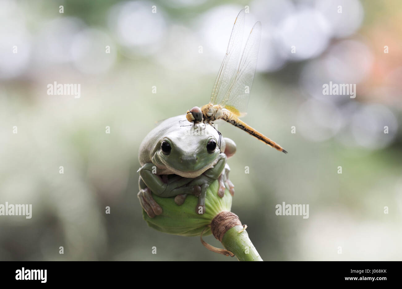 JAKARTA, INDONESIA: A DRAGONFLY has been snapped using a live frog’s head as an improvised helipad. Pictures show the flying creature making an unlikely pit stop on top of an unsuspecting dumpy tree frog’s head.  Spending a total of three minutes investigating its landing pad, the dragonfly realises the spot is not fit for purpose before re-launching into the air. Amateur photographer Erni Wijaya (34) from Jakarta, Indonesia happened to witness this funny interaction in his hometown. Stock Photo