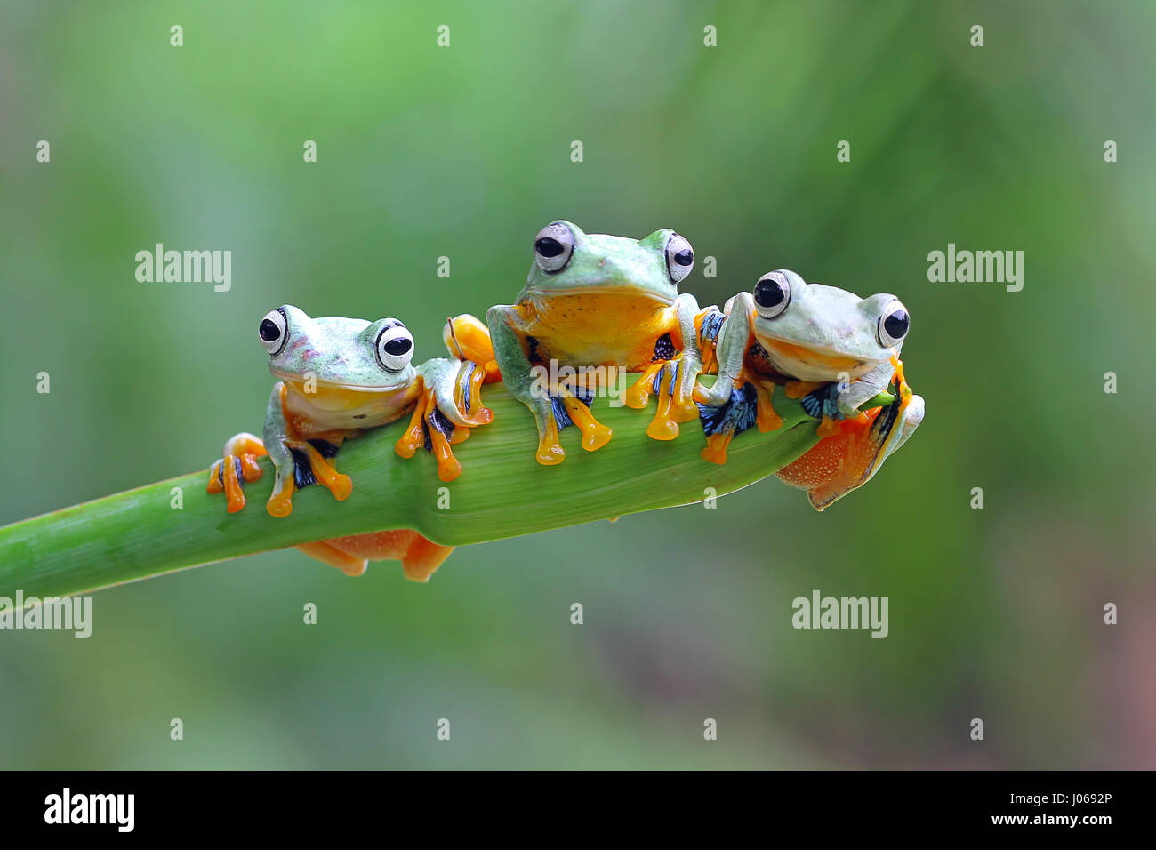 JAKARTA, INDONESIA: CUTE pictures of three little tree frogs